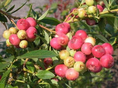Vaccinium cor. 'Pink Lemonade'
