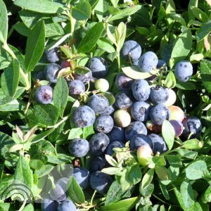 Vaccinium cor. 'Sunshine Blue'