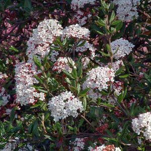 Viburnum burkwoodii