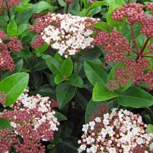 Viburnum tinus 'Lisa Rose'®