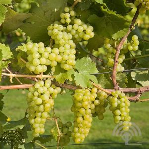 Vitis 'Phoenix'