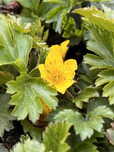 Waldsteinia ternata