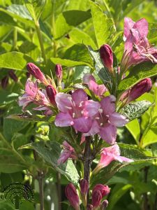 Weigela 'Rosea'