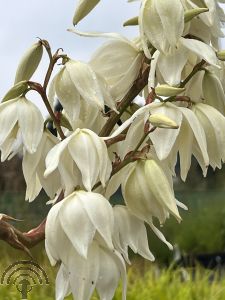 Yucca filamentosa