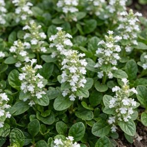 Ajuga reptans 'Alba'