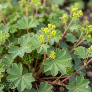 Alchemilla erythropoda