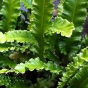Asplenium scol. 'Angustatum'