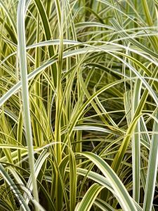 Carex 'Feather Falls'® 