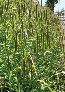 Carex pendula