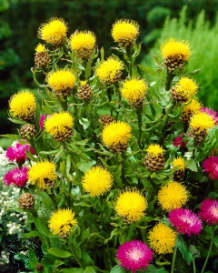 Centaurea macrocephala