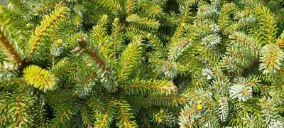 Picea omorika 'Nana'