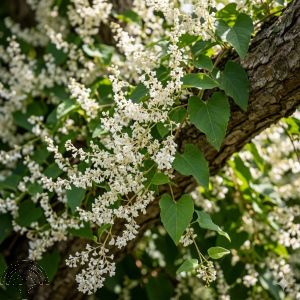 Fallopia baldschuanica