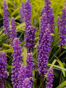 Liriope muscari 'Money Maker'