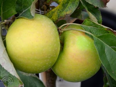 Malus d. 'Green Sensation'