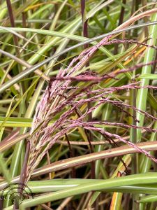 Miscanthus sin. 'Malepartus'