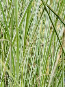 Miscanthus sin. 'Morning Light'
