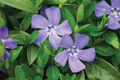 Vinca major