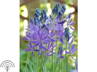 Camassia 'Quamash'