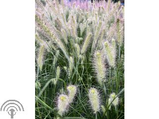 Pennisetum al. 'Hameln'
