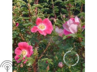 Rosa (B) pimpinellifolia