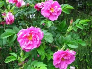 Rosa (R) 'Pierette Pavement' ®
