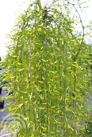 Caragana arborescens 'Walker'