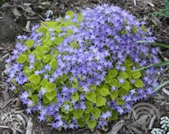 Campanula garganica 'Dickson's Gold'