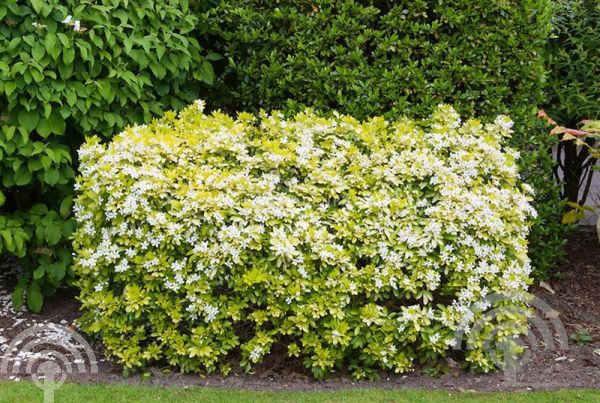 'Choisya ternata 'Sundance' (= 'Lich/'Brica) (=CHTLICH)