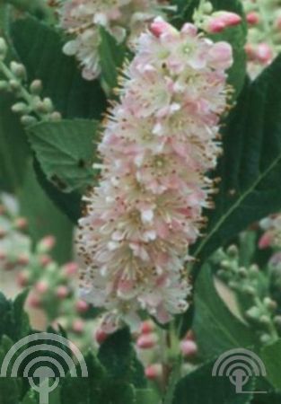 Clethra alnifolia 'Rosea'
