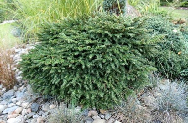 Picea omorika 'Karel'