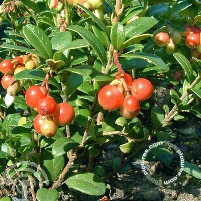 Vaccinium vitis-idaea 'Red Pearl'