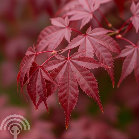 Acer pal. 'Garnet'