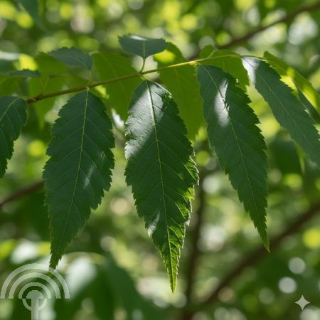 Acer tataricum subsp. ginnala