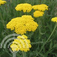 Achillea 'Coronation Gold'