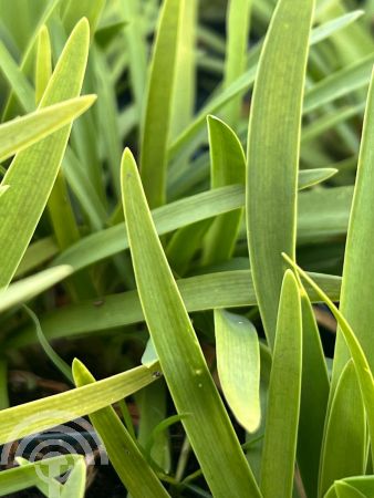 Agapanthus 'Peter Pan'
