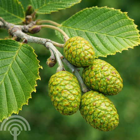 Alnus incana