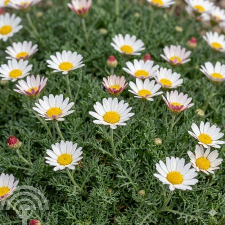 Anacyclus pyrethrum depressus