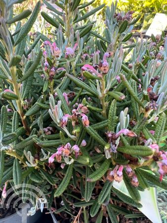 Andromeda polifolia 'Blue Ice'