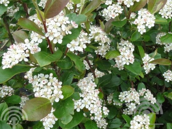 Aronia prunifolia 'Nero'