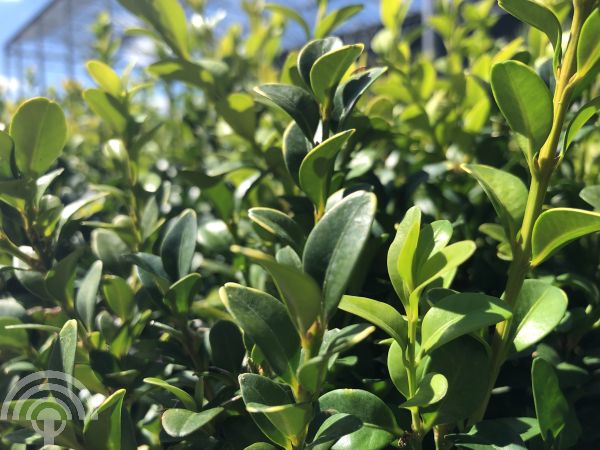 Buxus sempervirens - kegelvorm