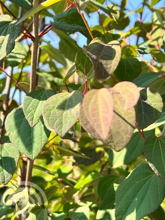 Callicarpa bodinieri 'Profusion'