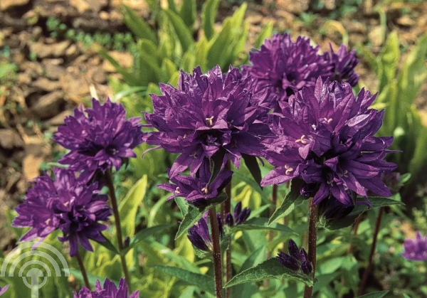 Campanula glomerata 'Acaulis'