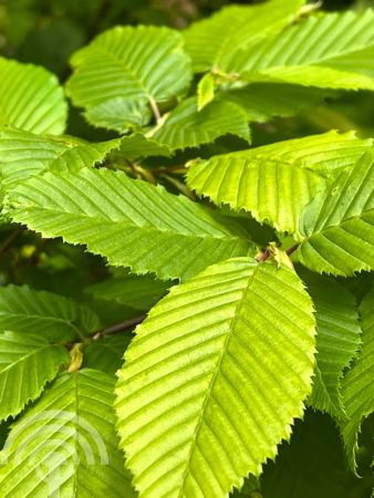 Carpinus betulus 'Fastigiata'
