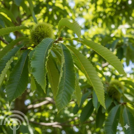 Castanea sativa