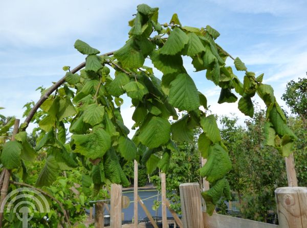 Corylus avellana 'Pendula'
