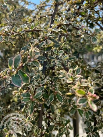 Cotoneaster suec. 'Juliëtte'