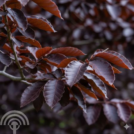 Fagus syl. 'Atropunicea'