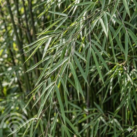 Fargesia angustisima