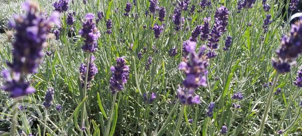 Lavandula ang. 'Munstead'