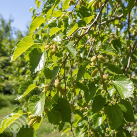 Morus alba 'Pendula'